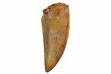 Serrated, Raptor Tooth - Real Dinosaur Tooth #125984-1